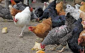 Free-Range Chicken