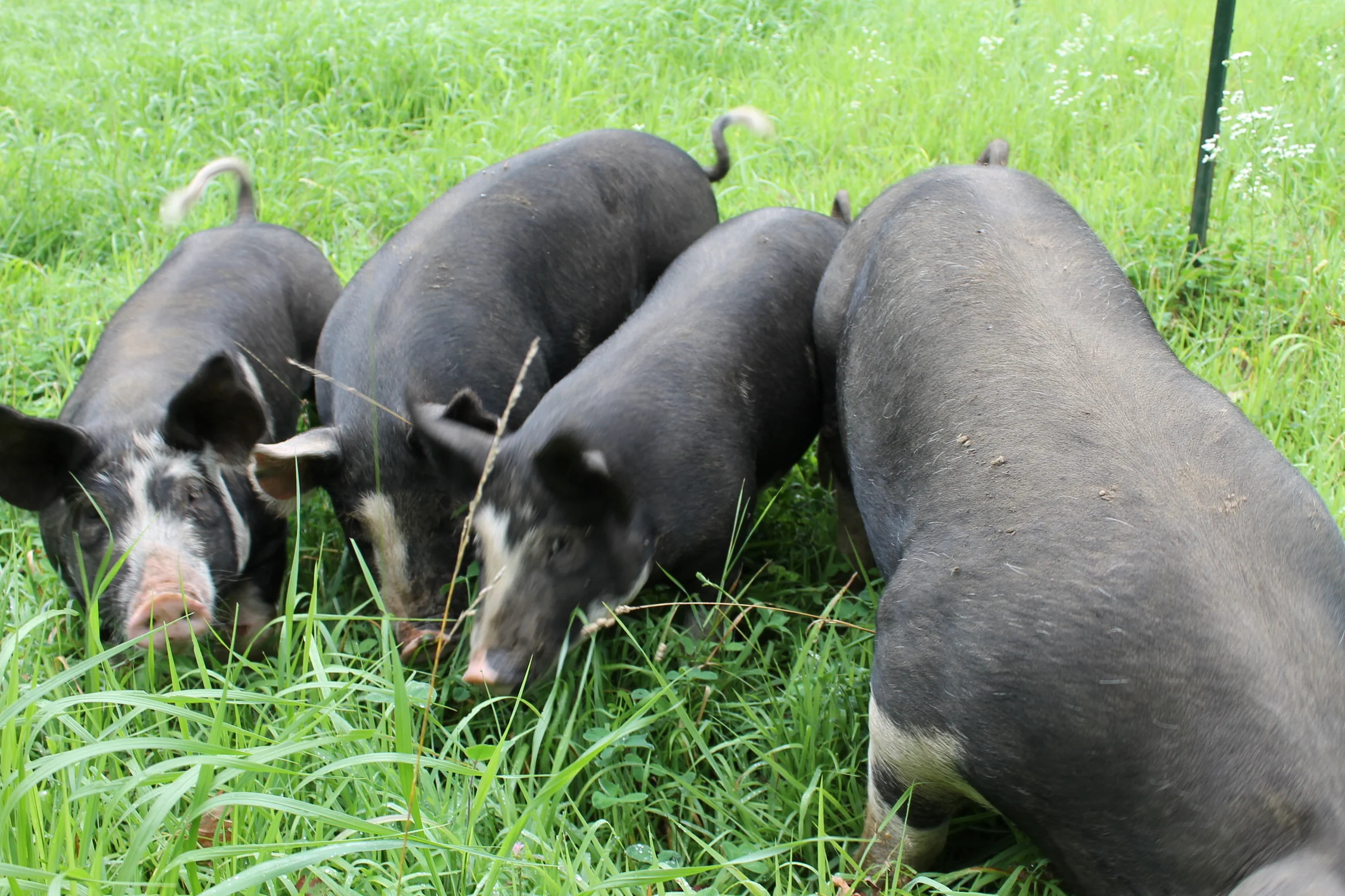 Organic Pork