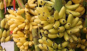 Ripe Bananas