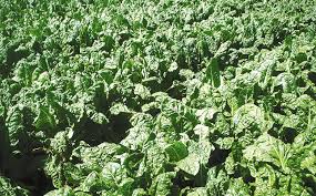 Spinach Bunch
